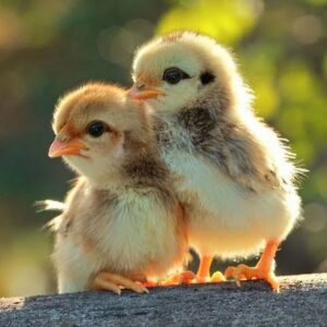 Brown Chicken