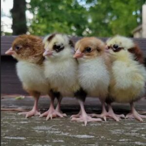 Local Layer Chicks