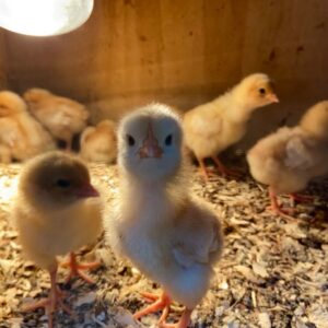 Foreign Layer Chicks