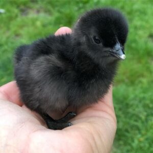 Black Chick Layer