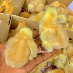 Sasso Chicks