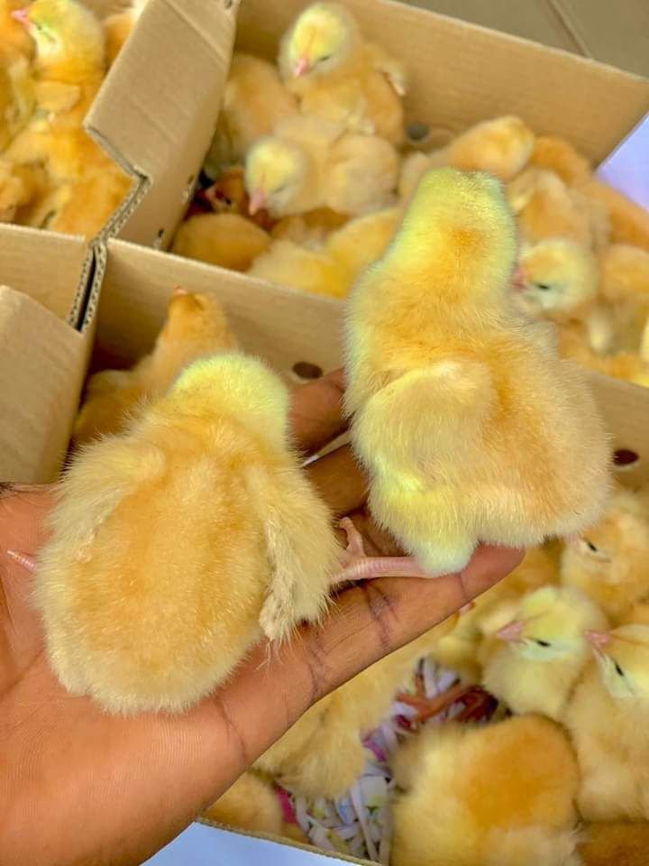Sasso Chicks