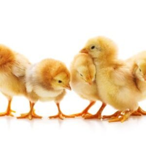 Local Layer Chicks