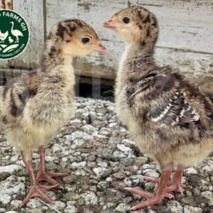 Day Old Turkey (Foreign)