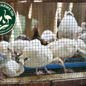 Turkey Poults (Grower)