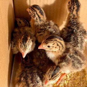 Guinea Fowl Keets (Foreign)