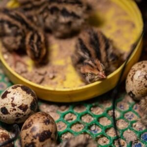Quail Chicks