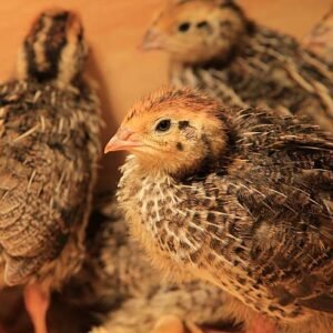 Quail Grower