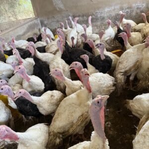 Matured Turkey