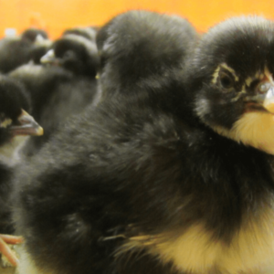 Plymouth Rock Chicks