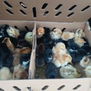 Noiler Chicks