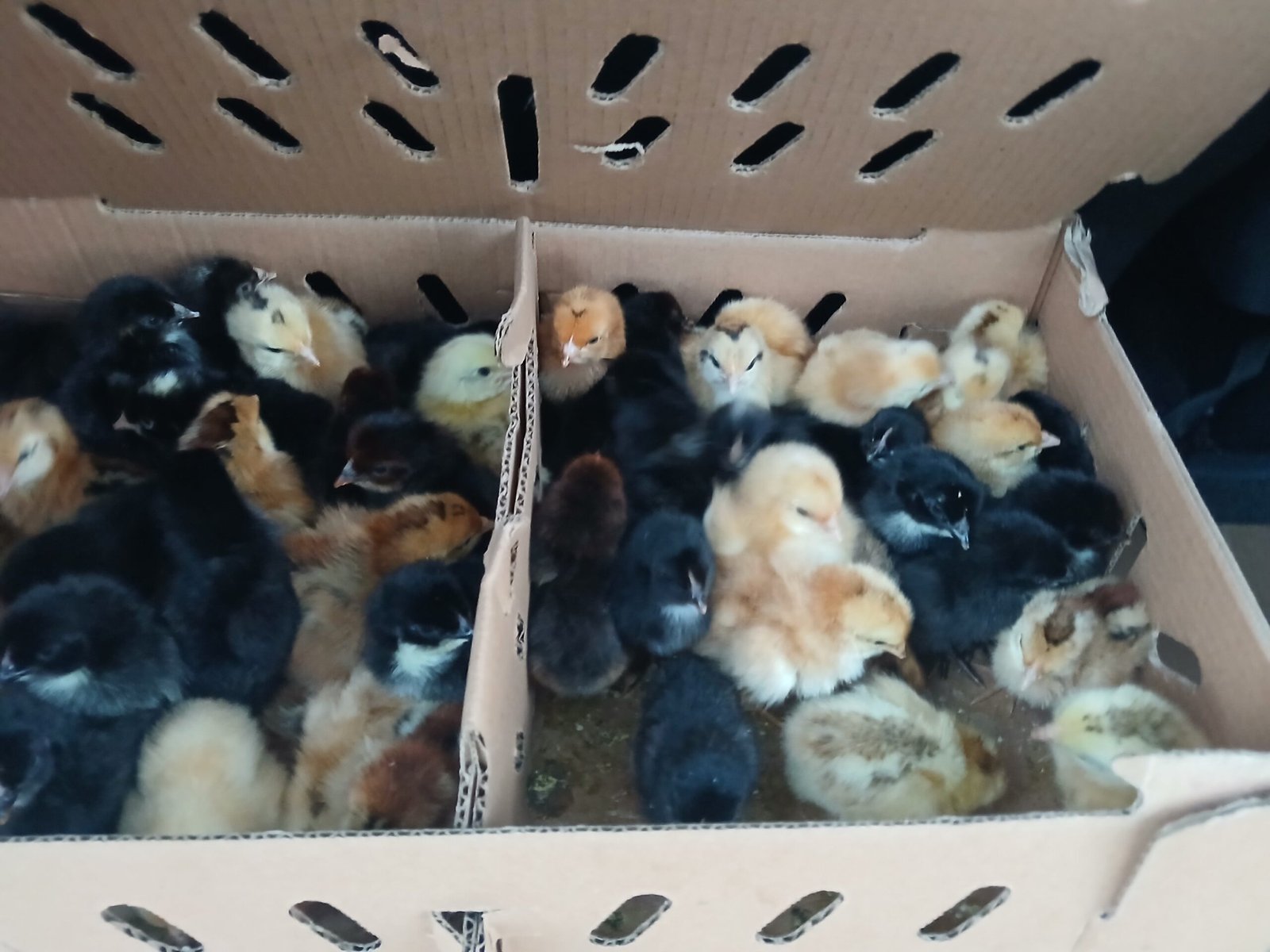 Noiler Chicks