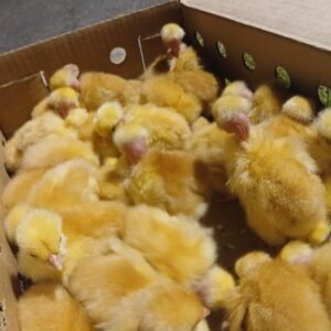 Naked Neck Chicks