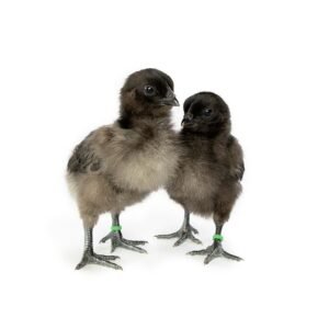 Ayam Cemani Chicks