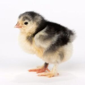 Cochine Chicks