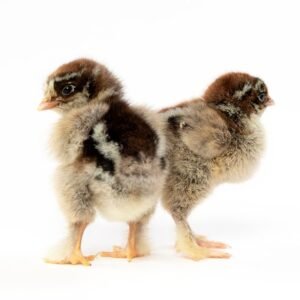 Brahma Chicks