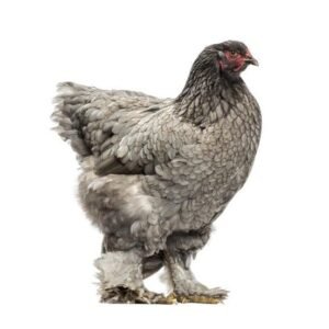 Brahma Grower