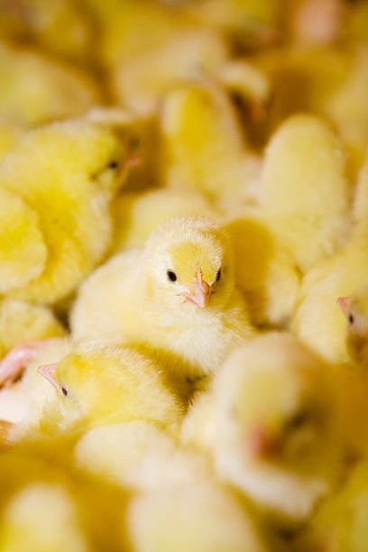Sasso Chicks - Image 2