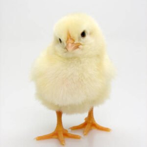 White Cockerel Chicks