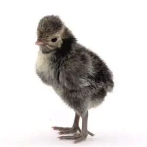 Polish Black Chicks
