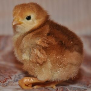 Rhode Island Red Chicks