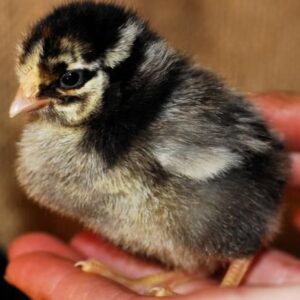 Plymouth Rock Chicks