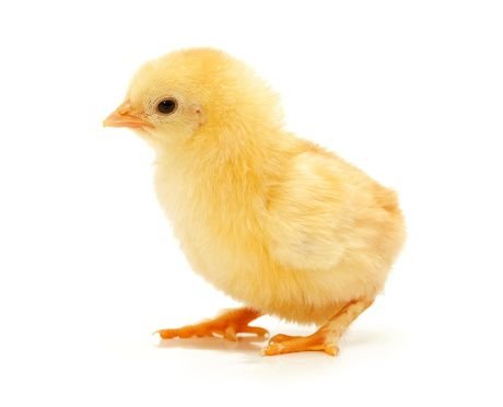 Sasso Chicks - Image 4