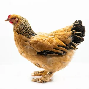 Brahma Grower