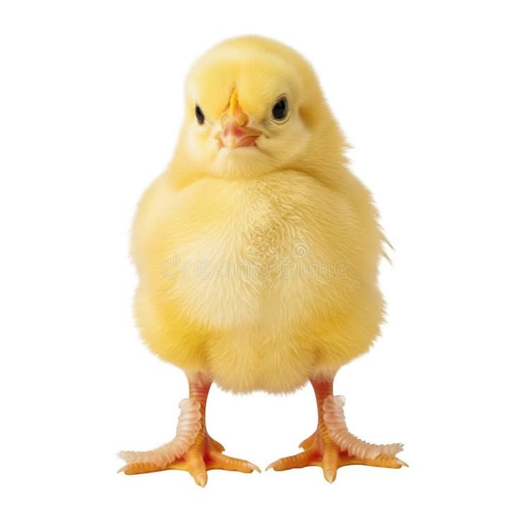 Sasso Chicks - Image 3