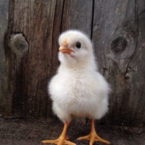 White Cockerel Chicks