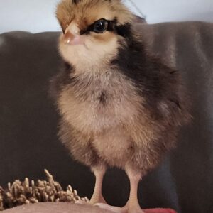 Noiler Chicks