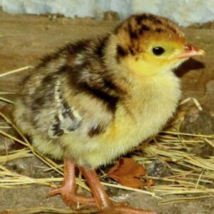Turkey Poults (Foreign)