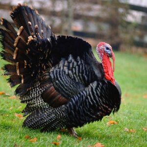 Matured Turkey