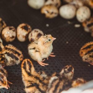Quail Chicks