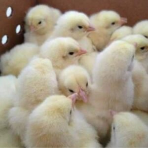 Day Old Broiler
